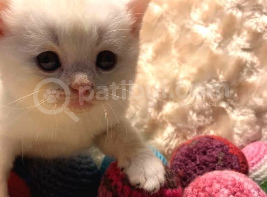 Britishshorthair & Scottishfold görsel