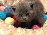 Britishshorthair & Scottishfold