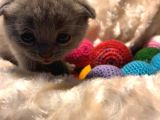 Britishshorthair & Scottishfold