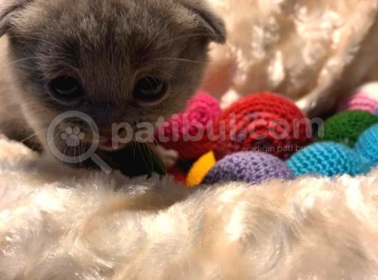 Britishshorthair & Scottishfold görsel