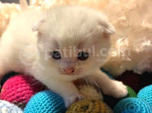 Britishshorthair & Scottishfold görsel