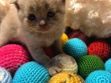 Britishshorthair & Scottishfold