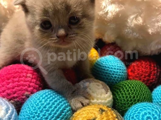 Britishshorthair & Scottishfold görsel