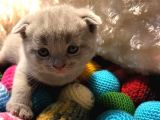Britishshorthair & Scottishfold