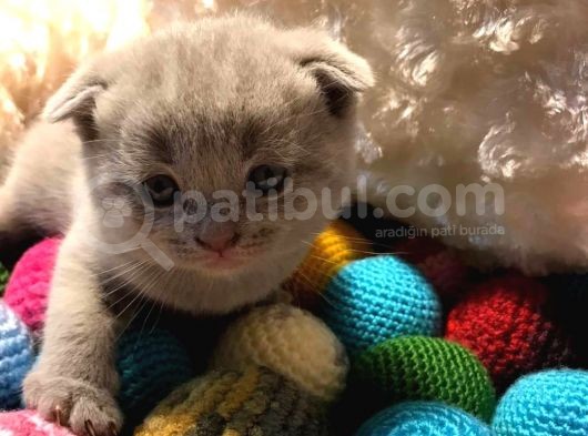 Britishshorthair & Scottishfold görsel