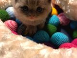Britishshorthair & Scottishfold