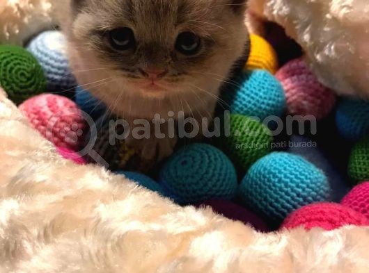 Britishshorthair & Scottishfold görsel