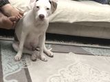 5 Bucuk Aylık Aşıları Tam Dişi Rednos