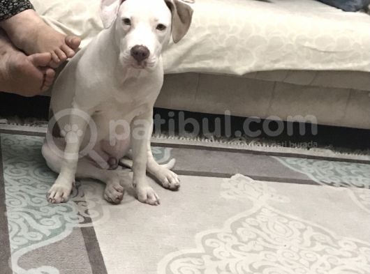 5 Bucuk Aylık Aşıları Tam Dişi Rednos görsel