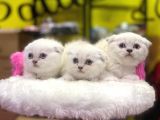 Emsalsiz Güzellikte Scottish Fold Yavruları