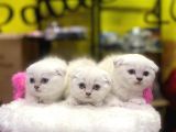 Emsalsiz Güzellikte Scottish Fold Yavruları