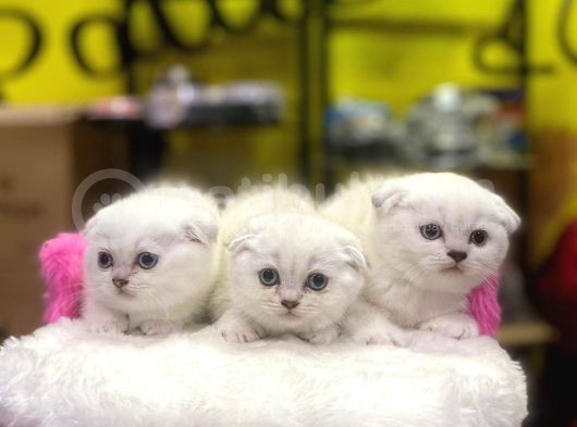 Emsalsiz Güzellikte Scottish Fold Yavruları görsel