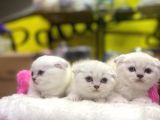 Emsalsiz Güzellikte Scottish Fold Yavruları