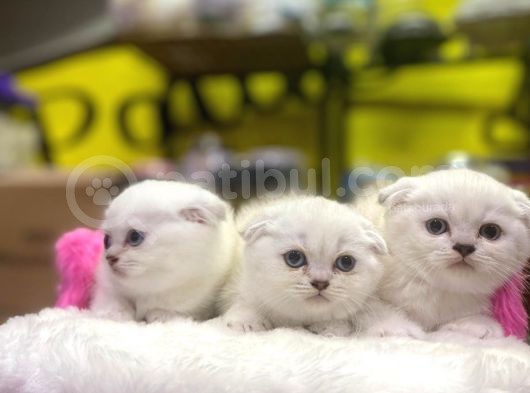 Emsalsiz Güzellikte Scottish Fold Yavruları görsel