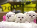 Emsalsiz Güzellikte Scottish Fold Yavruları