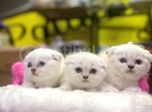 Emsalsiz Güzellikte Scottish Fold Yavruları görsel