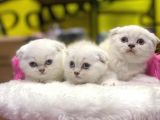 Emsalsiz Güzellikte Scottish Fold Yavruları