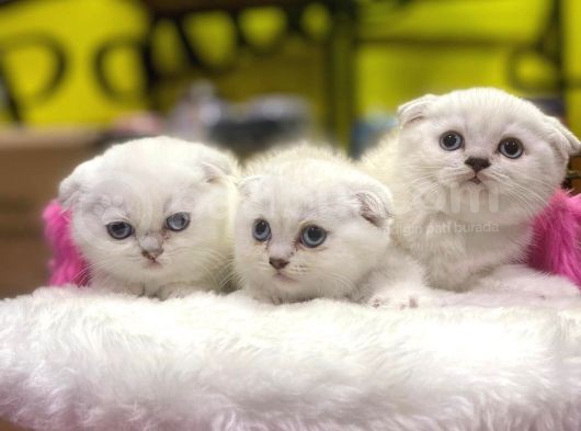 Emsalsiz Güzellikte Scottish Fold Yavruları görsel
