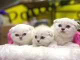 Emsalsiz Güzellikte Scottish Fold Yavruları