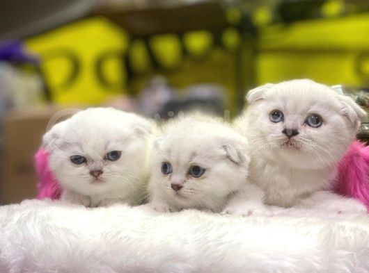 Emsalsiz Güzellikte Scottish Fold Yavruları