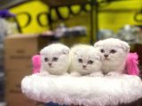 Emsalsiz Güzellikte Scottish Fold Yavruları