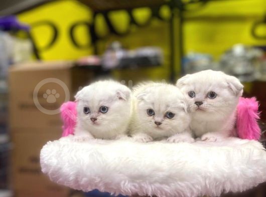 Emsalsiz Güzellikte Scottish Fold Yavruları görsel