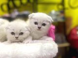 Emsalsiz Güzellikte Scottish Fold Yavruları