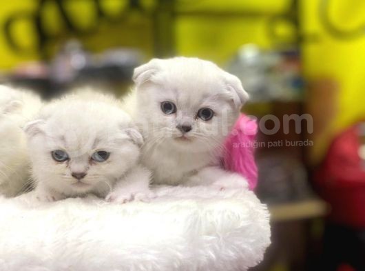 Emsalsiz Güzellikte Scottish Fold Yavruları görsel