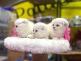 Emsalsiz Güzellikte Scottish Fold Yavruları