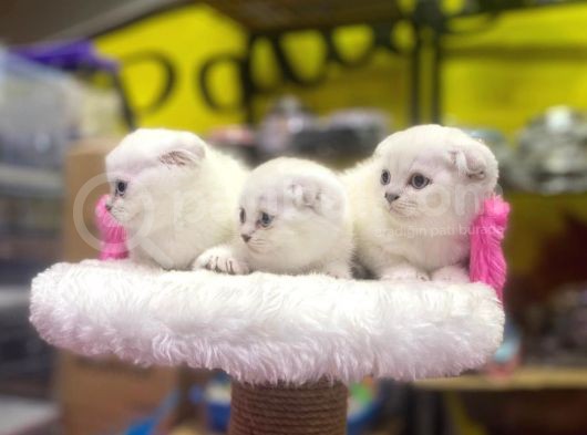 Emsalsiz Güzellikte Scottish Fold Yavruları görsel