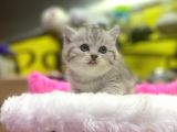 Mükemmel Renklerde British Shorthair Yavruları