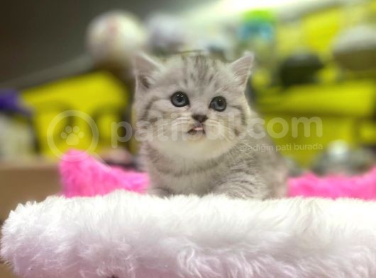 Mükemmel Renklerde British Shorthair Yavruları görsel