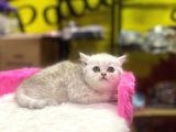 Mükemmel Renklerde British Shorthair Yavruları