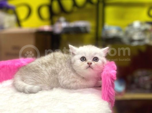 Mükemmel Renklerde British Shorthair Yavruları görsel