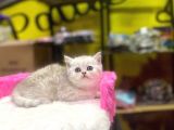 Mükemmel Renklerde British Shorthair Yavruları