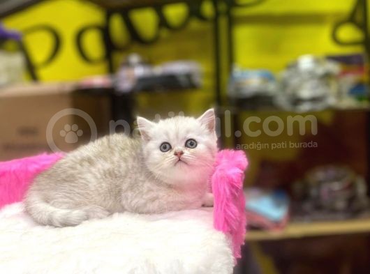 Mükemmel Renklerde British Shorthair Yavruları görsel