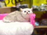 Mükemmel Renklerde British Shorthair Yavruları