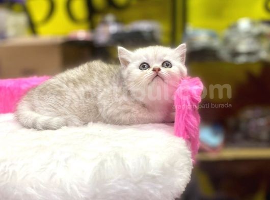 Mükemmel Renklerde British Shorthair Yavruları görsel
