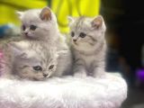 Mükemmel Renklerde British Shorthair Yavruları