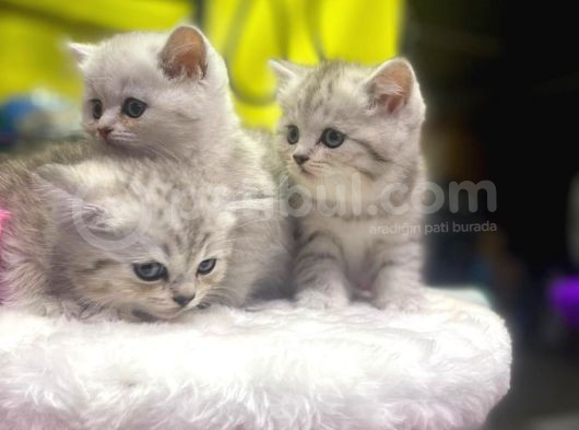 Mükemmel Renklerde British Shorthair Yavruları görsel