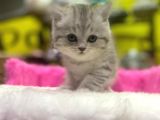 Mükemmel Renklerde British Shorthair Yavruları