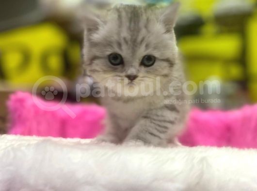 Mükemmel Renklerde British Shorthair Yavruları görsel