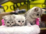 Mükemmel Renklerde British Shorthair Yavruları