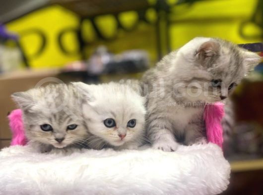 Mükemmel Renklerde British Shorthair Yavruları görsel