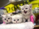 Mükemmel Renklerde British Shorthair Yavruları
