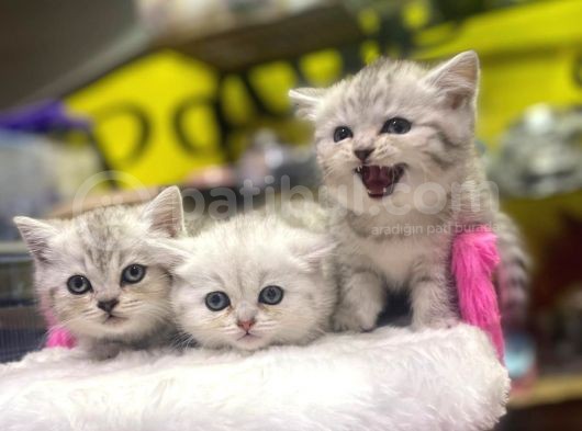 Mükemmel Renklerde British Shorthair Yavruları