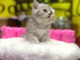 Mükemmel Renklerde British Shorthair Yavruları
