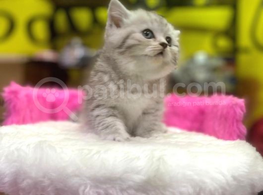 Mükemmel Renklerde British Shorthair Yavruları görsel