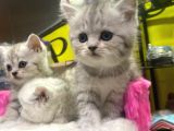 Mükemmel Renklerde British Shorthair Yavruları