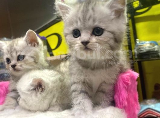 Mükemmel Renklerde British Shorthair Yavruları görsel